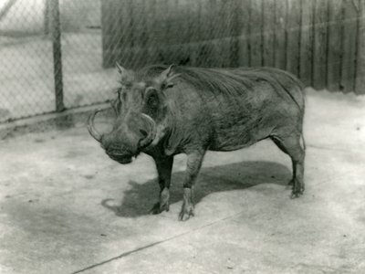 Un phacochère, zoo de Londres, 1923 - Frederick William Bond